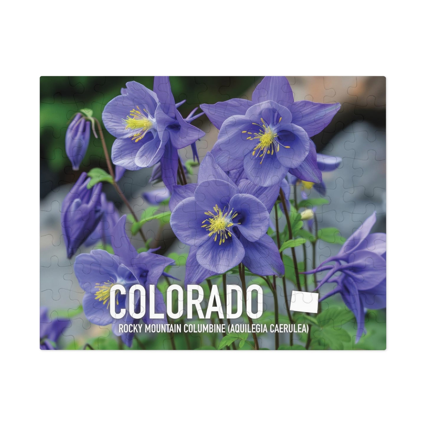 Colorado State Flower Columbine Jigsaw, 110-1000pc Puzzles, Nature-Themed Metal Box