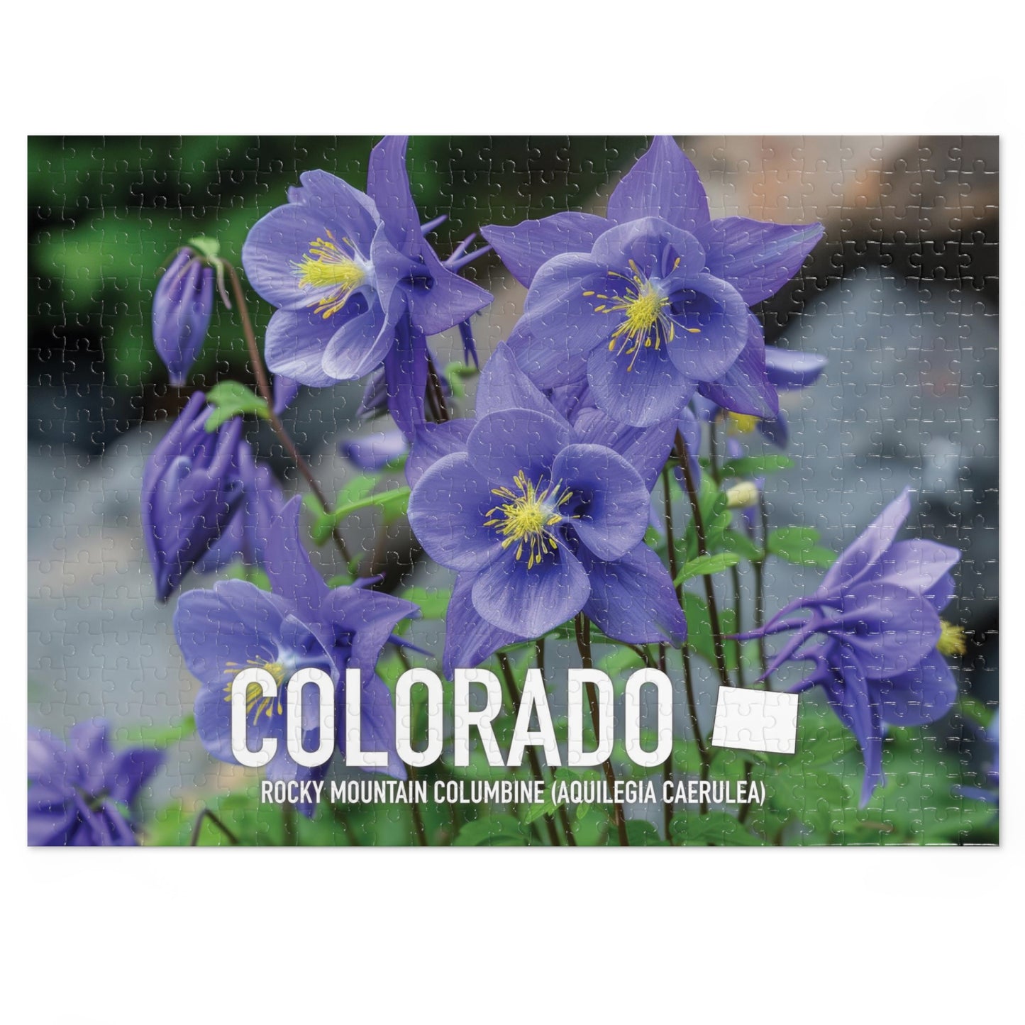 Colorado State Flower Columbine Jigsaw, 110-1000pc Puzzles, Nature-Themed Metal Box