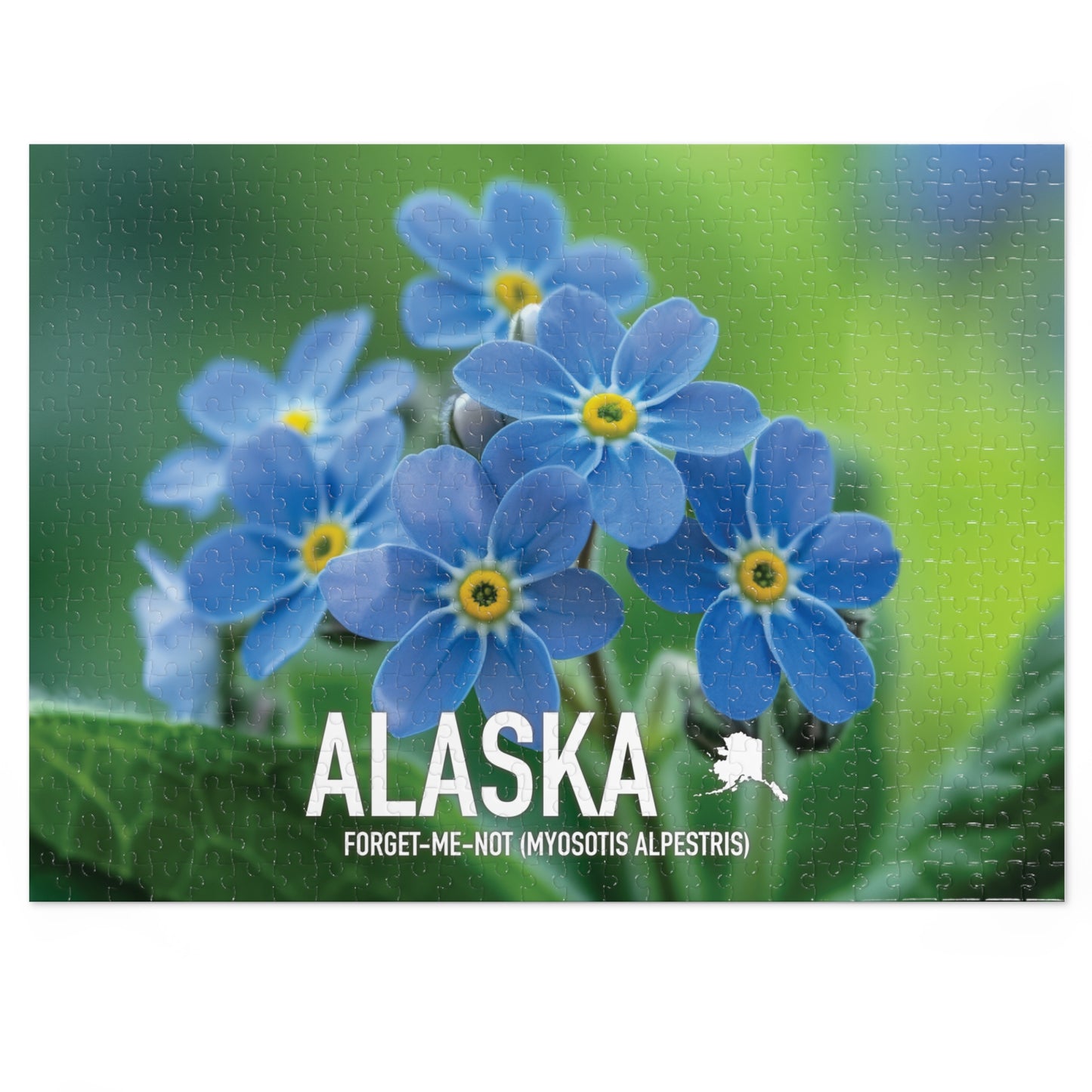 State Flower of Alaska Forget-Me-Not Jigsaw Puzzle Collection - 110 to 1000 Pieces! Metal Box