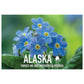 State Flower of Alaska Forget-Me-Not Jigsaw Puzzle Collection - 110 to 1000 Pieces! Metal Box